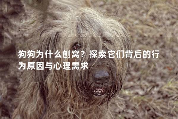 狗狗為什么刨窩？探索它們背后的行為原因與心理需求