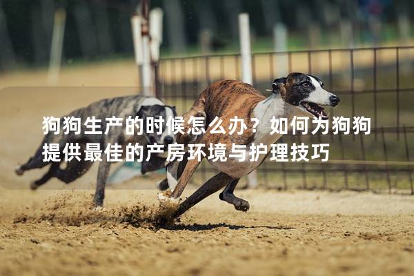狗狗生產的時候怎么辦?如何為狗狗提供最佳的產房環境與護理技巧 狗狗生產的時候怎么辦?如何為狗狗提供最佳的產房環境與護理技巧