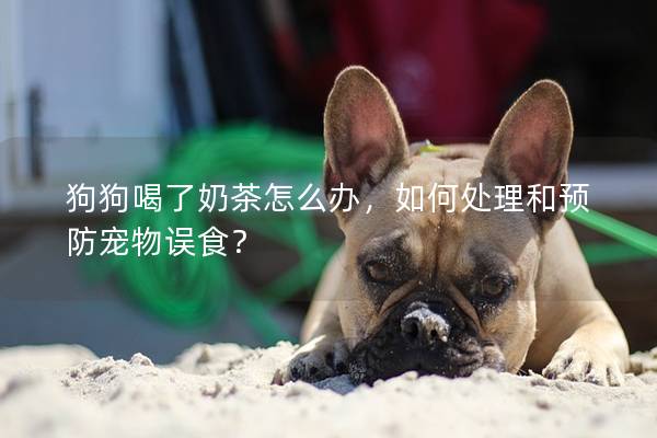 狗狗喝了奶茶怎么辦，如何處理和預防寵物誤食？