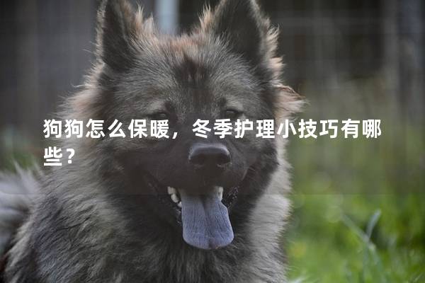 狗狗怎么保暖，冬季護理小技巧有哪些？