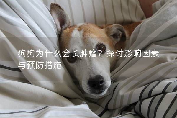 狗狗為什么會長腫瘤？探討影響因素與預(yù)防措施
