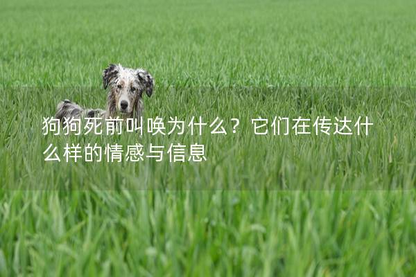 狗狗死前叫喚為什么？它們在傳達(dá)什么樣的情感與信息