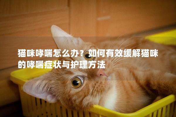 貓咪哮喘怎么辦？如何有效緩解貓咪的哮喘癥狀與護理方法