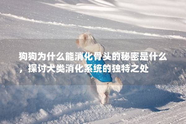 狗狗為什么能消化骨頭的秘密是什么，探討犬類消化系統的獨特之處