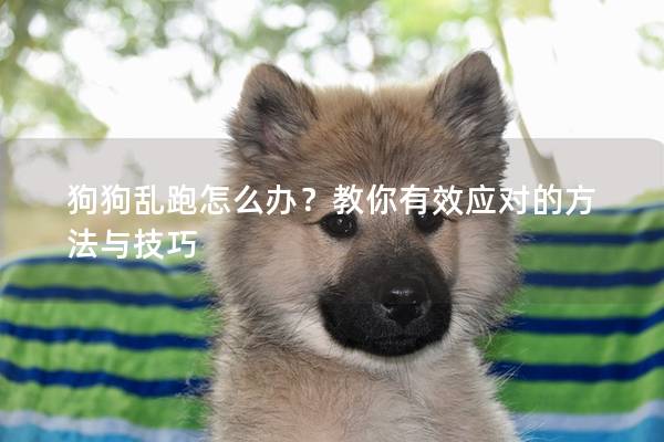 狗狗亂跑怎么辦？教你有效應對的方法與技巧