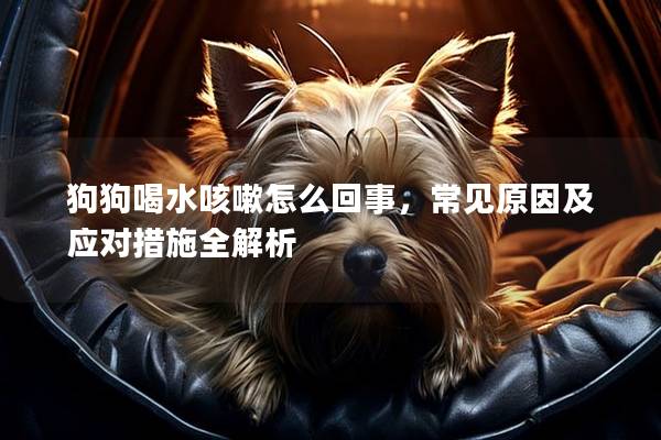狗狗喝水咳嗽怎么回事，常見原因及應對措施全解析