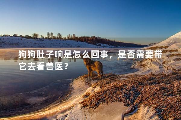 狗狗肚子響是怎么回事，是否需要帶它去看獸醫(yī)？