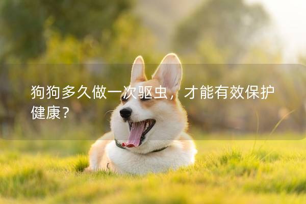 狗狗多久做一次驅蟲，才能有效保護健康？