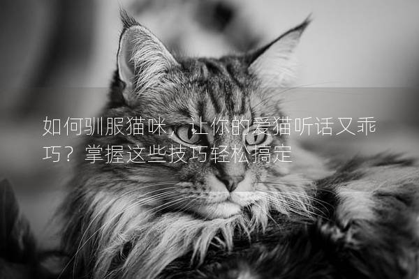 如何馴服貓咪，讓你的愛貓聽話又乖巧？掌握這些技巧輕松搞定