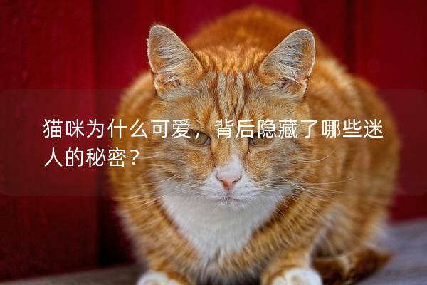 貓咪為什么可愛，背后隱藏了哪些迷人的秘密？