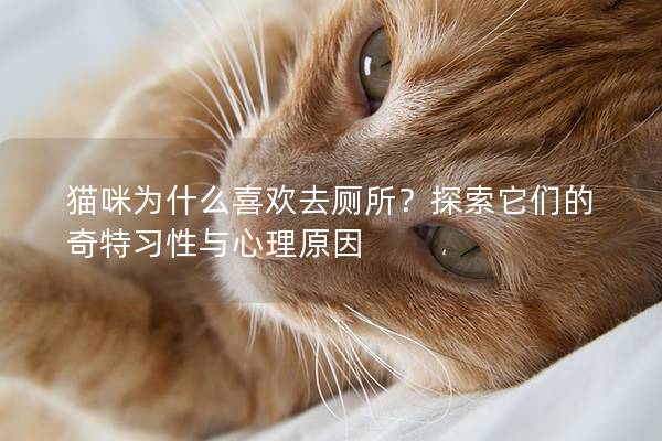 貓咪為什么喜歡去廁所？探索它們的奇特習性與心理原因