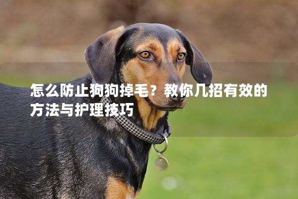 怎么防止狗狗掉毛？教你幾招有效的方法與護理技巧