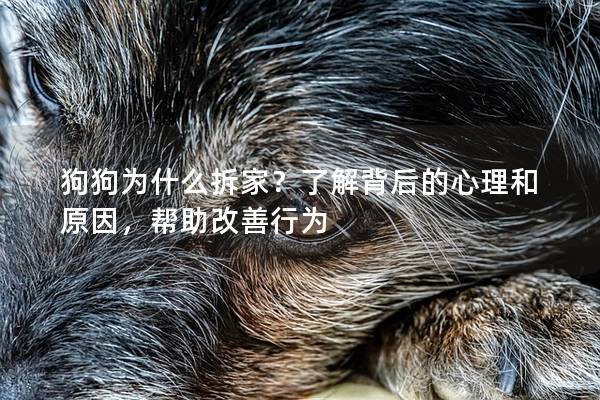 狗狗為什么拆家？了解背后的心理和原因，幫助改善行為