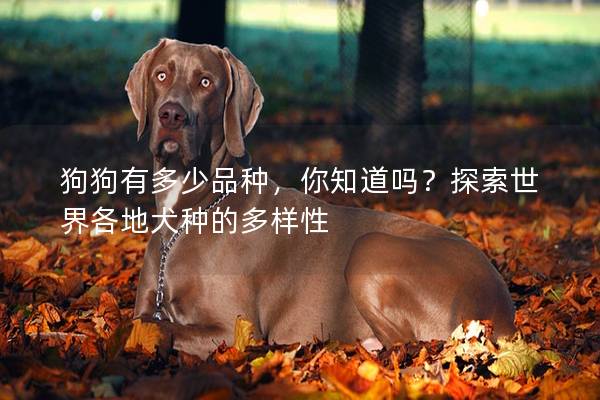 狗狗有多少品種，你知道嗎？探索世界各地犬種的多樣性