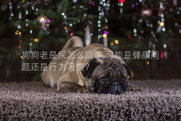 狗狗老是尿怎么回事,可能是健康問(wèn)題還是行為習(xí)慣？