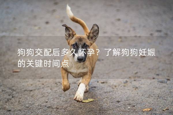 狗狗交配后多久懷孕？了解狗狗妊娠的關鍵時間點