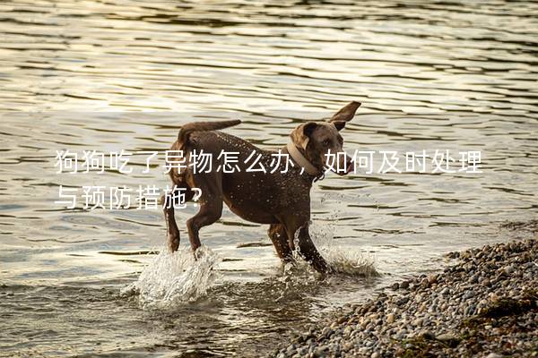 狗狗吃了異物怎么辦，如何及時處理與預防措施？