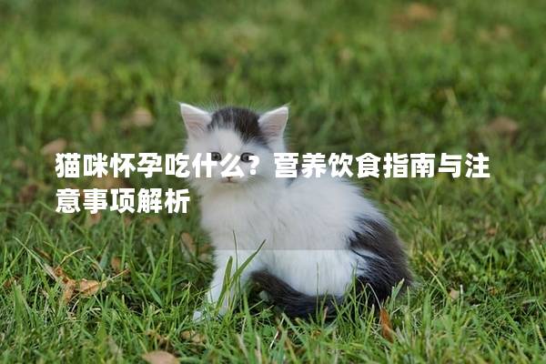 貓咪懷孕吃什么？營(yíng)養(yǎng)飲食指南與注意事項(xiàng)解析