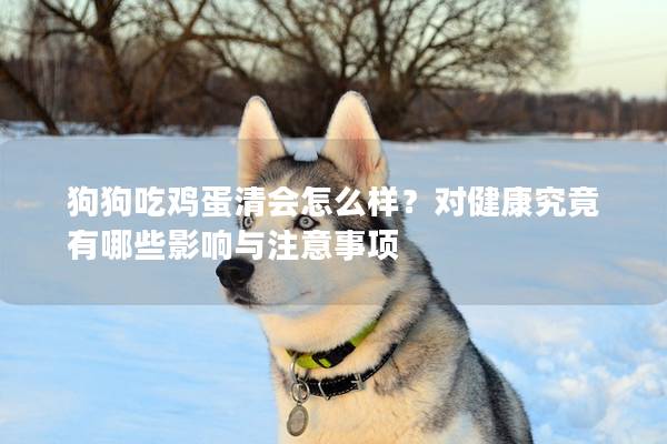 狗狗吃雞蛋清會怎么樣？對健康究竟有哪些影響與注意事項