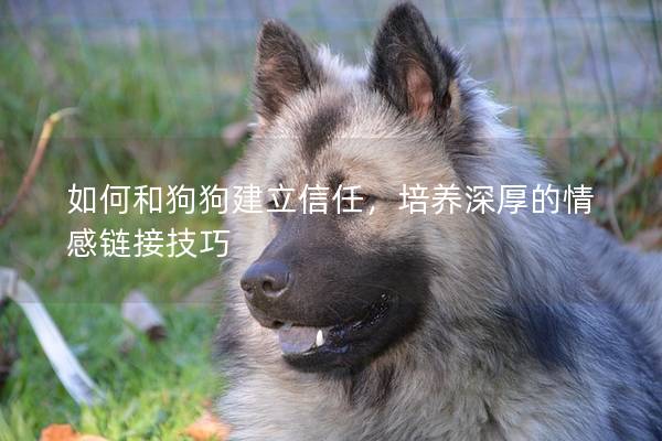 如何和狗狗建立信任，培養深厚的情感鏈接技巧