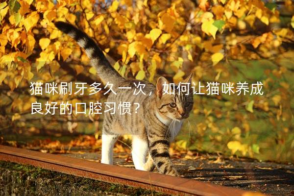 貓咪刷牙多久一次，如何讓貓咪養(yǎng)成良好的口腔習(xí)慣？