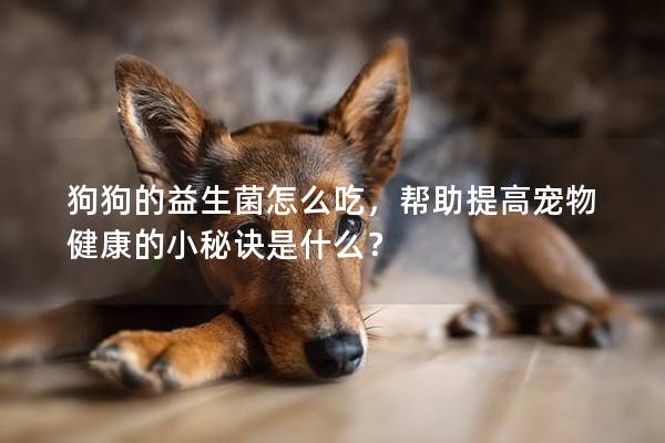 狗狗的益生菌怎么吃，幫助提高寵物健康的小秘訣是什么？