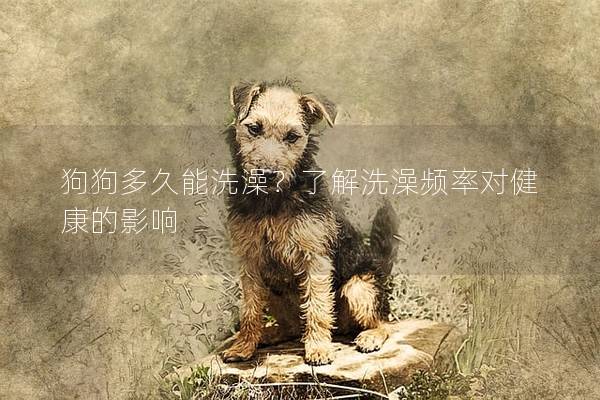 狗狗多久能洗澡？了解洗澡頻率對健康的影響