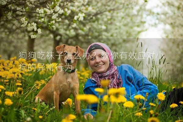 狗狗吃襪子怎么辦？教你有效應(yīng)對小狗的異常行為