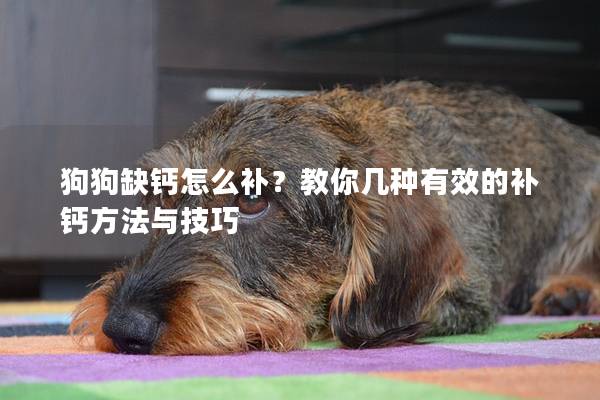 狗狗缺鈣怎么補(bǔ)？教你幾種有效的補(bǔ)鈣方法與技巧