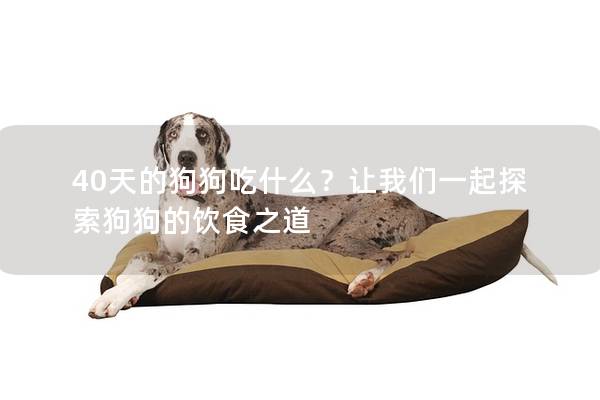 40天的狗狗吃什么？讓我們一起探索狗狗的飲食之道