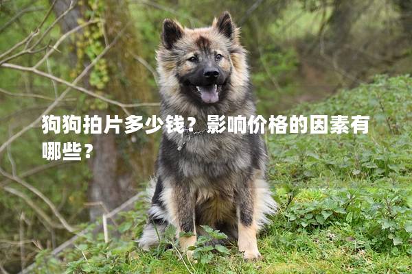 狗狗拍片多少錢?影響價格的因素有哪些? 狗狗拍片多少錢?影響價格的因素有哪些?