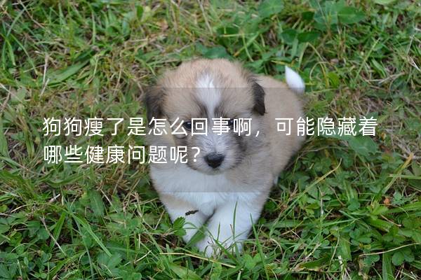 狗狗瘦了是怎么回事啊，可能隱藏著哪些健康問題呢？