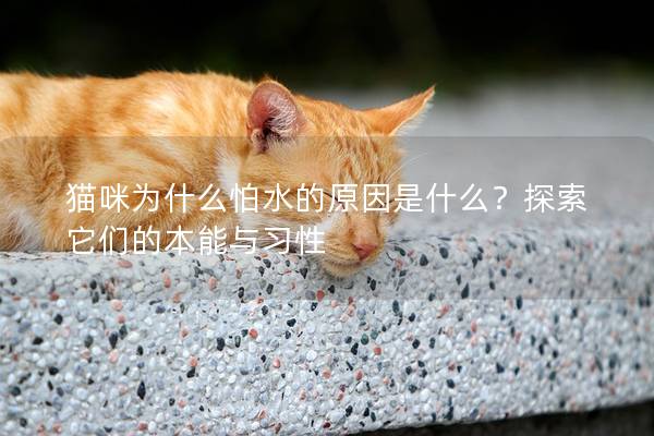 貓咪為什么怕水的原因是什么？探索它們的本能與習(xí)性