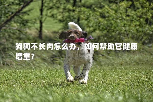 狗狗不長(zhǎng)肉怎么辦，如何幫助它健康增重？