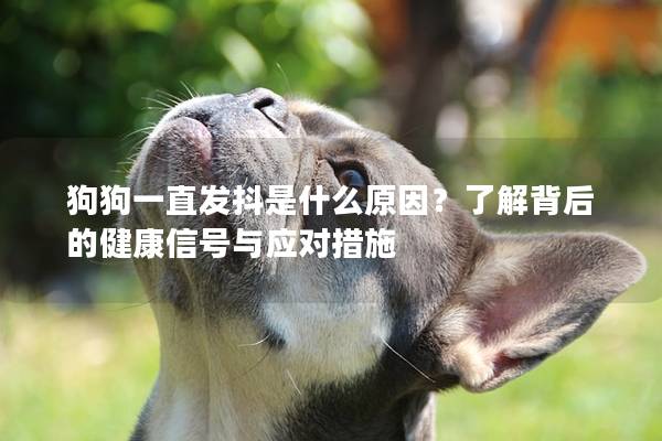狗狗一直發抖是什么原因？了解背后的健康信號與應對措施