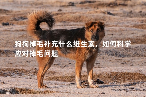 狗狗掉毛補充什么維生素，如何科學應對掉毛問題