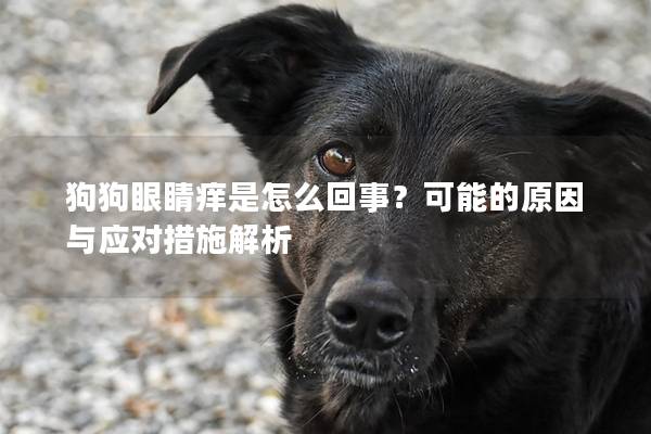 狗狗眼睛癢是怎么回事？可能的原因與應對措施解析