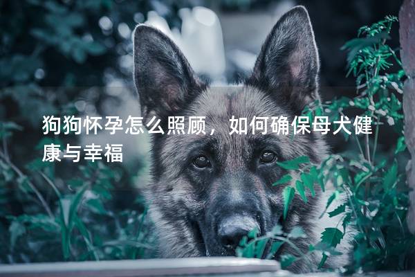 狗狗懷孕怎么照顧，如何確保母犬健康與幸福