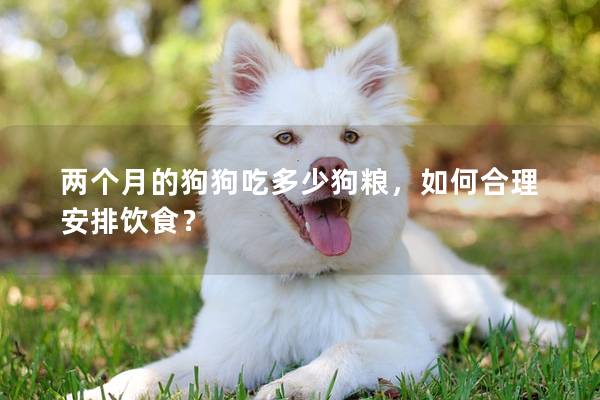 兩個月的狗狗吃多少狗糧,如何合理安排飲食?