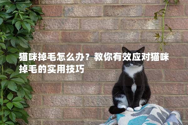 貓咪掉毛怎么辦？教你有效應對貓咪掉毛的實用技巧