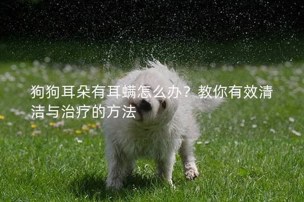 狗狗耳朵有耳螨怎么辦？教你有效清潔與治療的方法