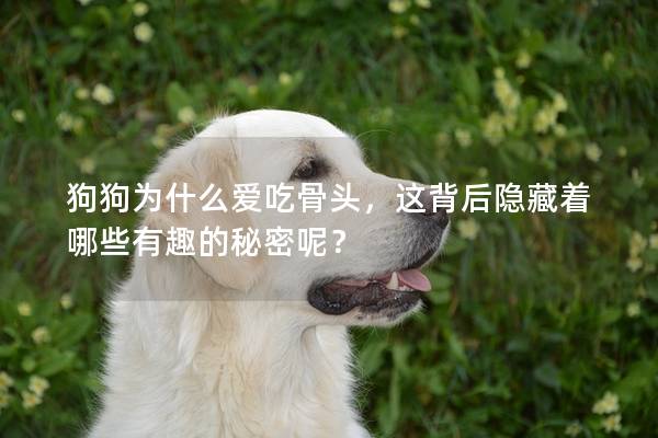 狗狗為什么愛吃骨頭,這背后隱藏著哪些有趣的秘密呢? 狗狗為什么愛吃骨頭,這背后隱藏著哪些有趣的秘密呢?