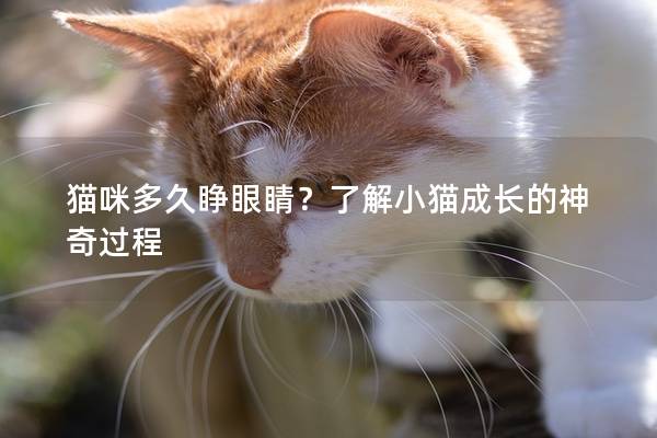 貓咪多久睜眼睛？了解小貓成長的神奇過程