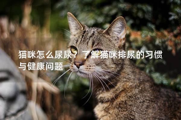 貓咪怎么尿尿?了解貓咪排尿的習慣與健康問題 貓咪怎么尿尿?了解貓咪排尿的習慣與健康問題