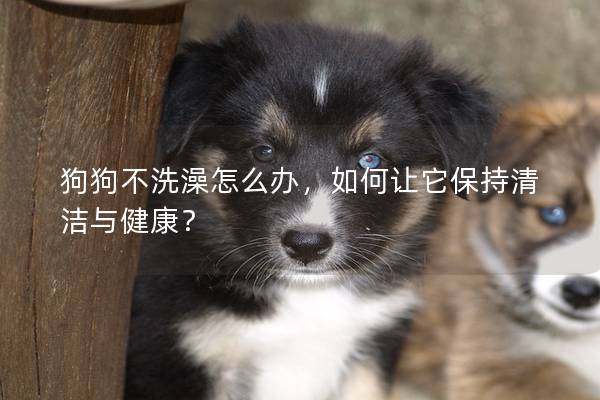狗狗不洗澡怎么辦，如何讓它保持清潔與健康？