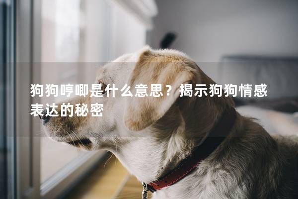 狗狗哼唧是什么意思？揭示狗狗情感表達(dá)的秘密