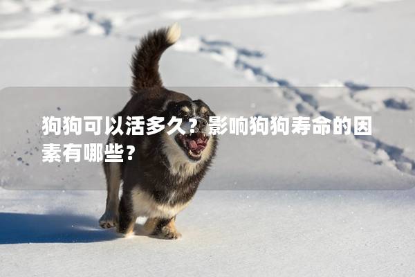 狗狗可以活多久？影響狗狗壽命的因素有哪些？