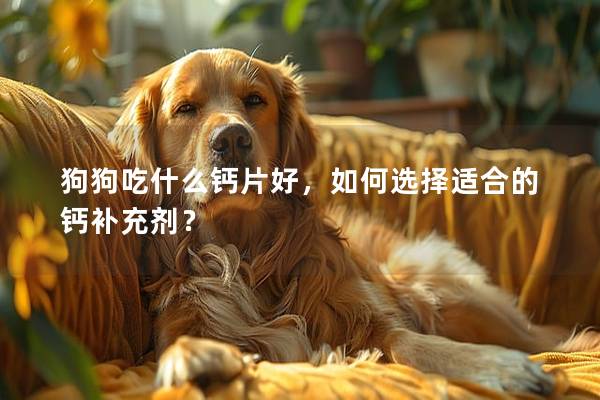 狗狗吃什么鈣片好，如何選擇適合的鈣補充劑？