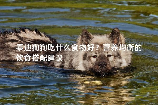 泰迪狗狗吃什么食物好？營養(yǎng)均衡的飲食搭配建議