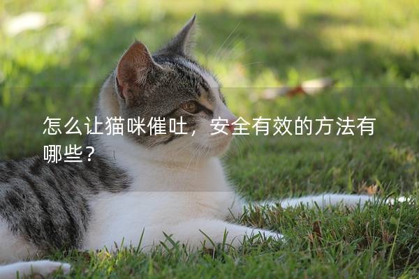 怎么讓貓咪催吐，安全有效的方法有哪些？